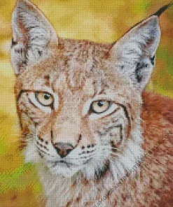 Bobcat Face Diamond Painting