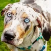 Catahoula Leopard Dog Diamond Painting