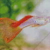 Guppy Fish Diamond Painting