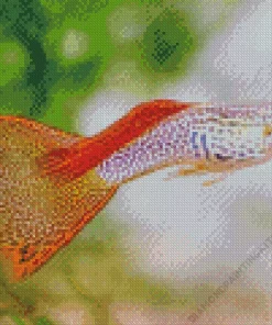 Guppy Fish Diamond Painting