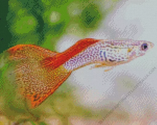 Guppy Fish Diamond Painting