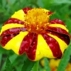 Harlequin Marigold Diamond Painting