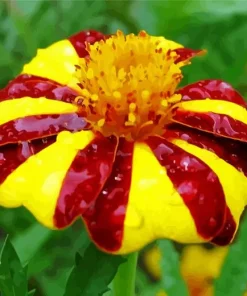 Harlequin Marigold Diamond Painting