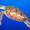 Hawksbill Sea Turtle Diamond Painting