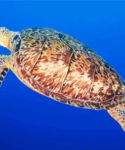 Hawksbill Sea Turtle Diamond Painting