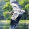 Heron Bird Flying Diamond Painting