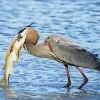 Heron Eating Fish Diamond Painting