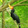 Hornbill Bird Diamond Painting