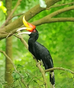 Hornbill Bird Diamond Painting