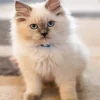 Ragdoll Kitten Diamond Painting