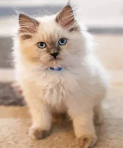 Ragdoll Kitten Diamond Painting