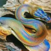 Rainbow Snake Diamond Painting