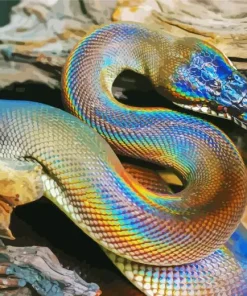 Rainbow Snake Diamond Painting