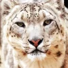 Snow Leopard Diamond Painting