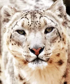 Snow Leopard Diamond Painting