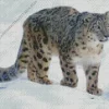 Snow Leopard Diamond Painting