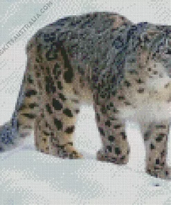 Snow Leopard Diamond Painting