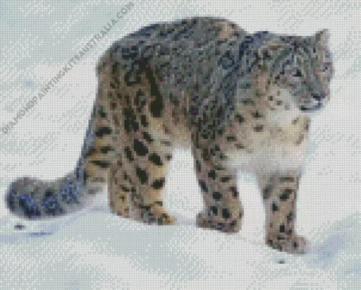 Snow Leopard Diamond Painting