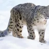 Snow Leopard Diamond Painting