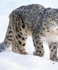 Snow Leopard Diamond Painting