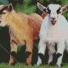 American Pygmy Goats Diamond Painting