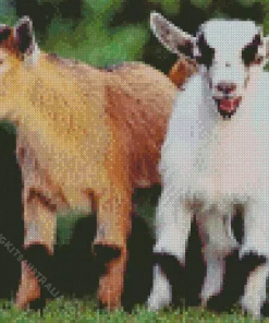 American Pygmy Goats Diamond Painting