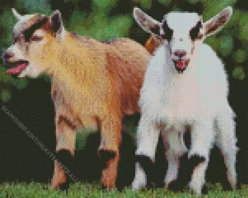American Pygmy Goats Diamond Painting