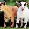 American Pygmy Goats Diamond Painting