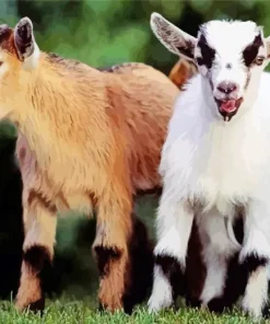 American Pygmy Goats Diamond Painting