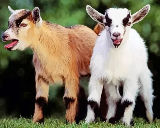 American Pygmy Goats Diamond Painting
