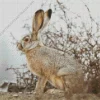 Black Tailed Jackrabbit Diamond Painting