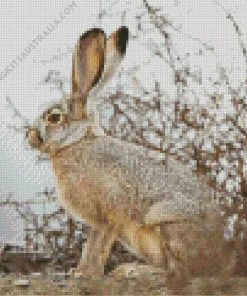 Black Tailed Jackrabbit Diamond Painting