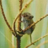 Eurasian Harvest Mouse Diamond Painting