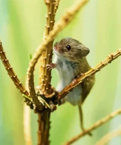 Eurasian Harvest Mouse Diamond Painting