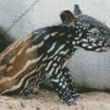Baby Tapir Diamond Painting