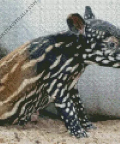 Baby Tapir Diamond Painting