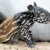 Baby Tapir Diamond Painting