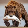Bear Eating A Fish Diamond Painting