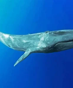 Big Blue Whale Diamond Painting