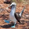 Blue Footed Booby Bird Diamond Painting
