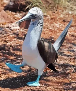 Blue Footed Booby Bird Diamond Painting