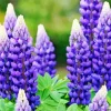 Blue Lupine Flowers Diamond Painting