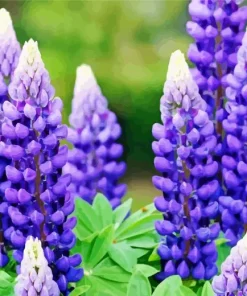 Blue Lupine Flowers Diamond Painting