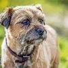 Border Terrier Dog Diamond Painting