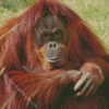 Bornean Orangutan Diamond Painting