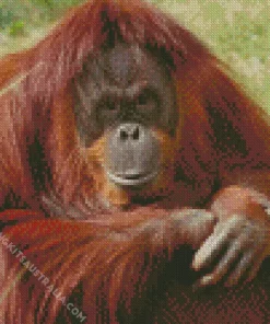 Bornean Orangutan Diamond Painting