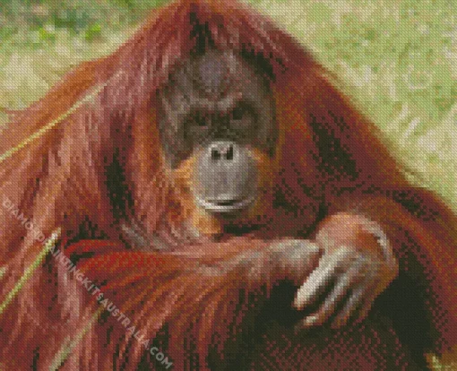 Bornean Orangutan Diamond Painting
