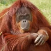 Bornean Orangutan Diamond Painting