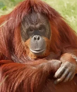 Bornean Orangutan Diamond Painting