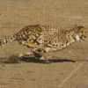 Cheetah Running Diamond Painting